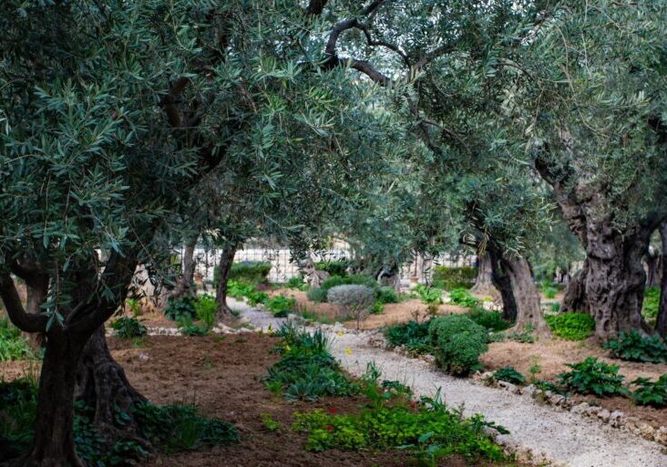 Garden of Gethsemane