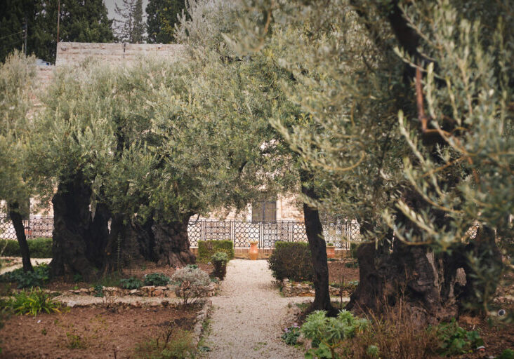 Garden of Gethsemane