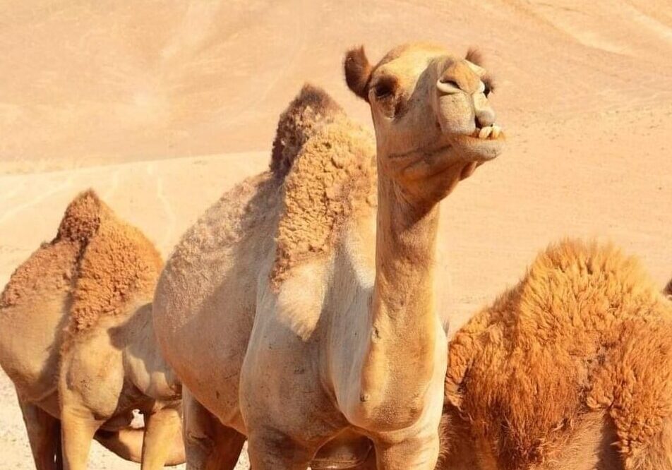 Camels in Jordan desert