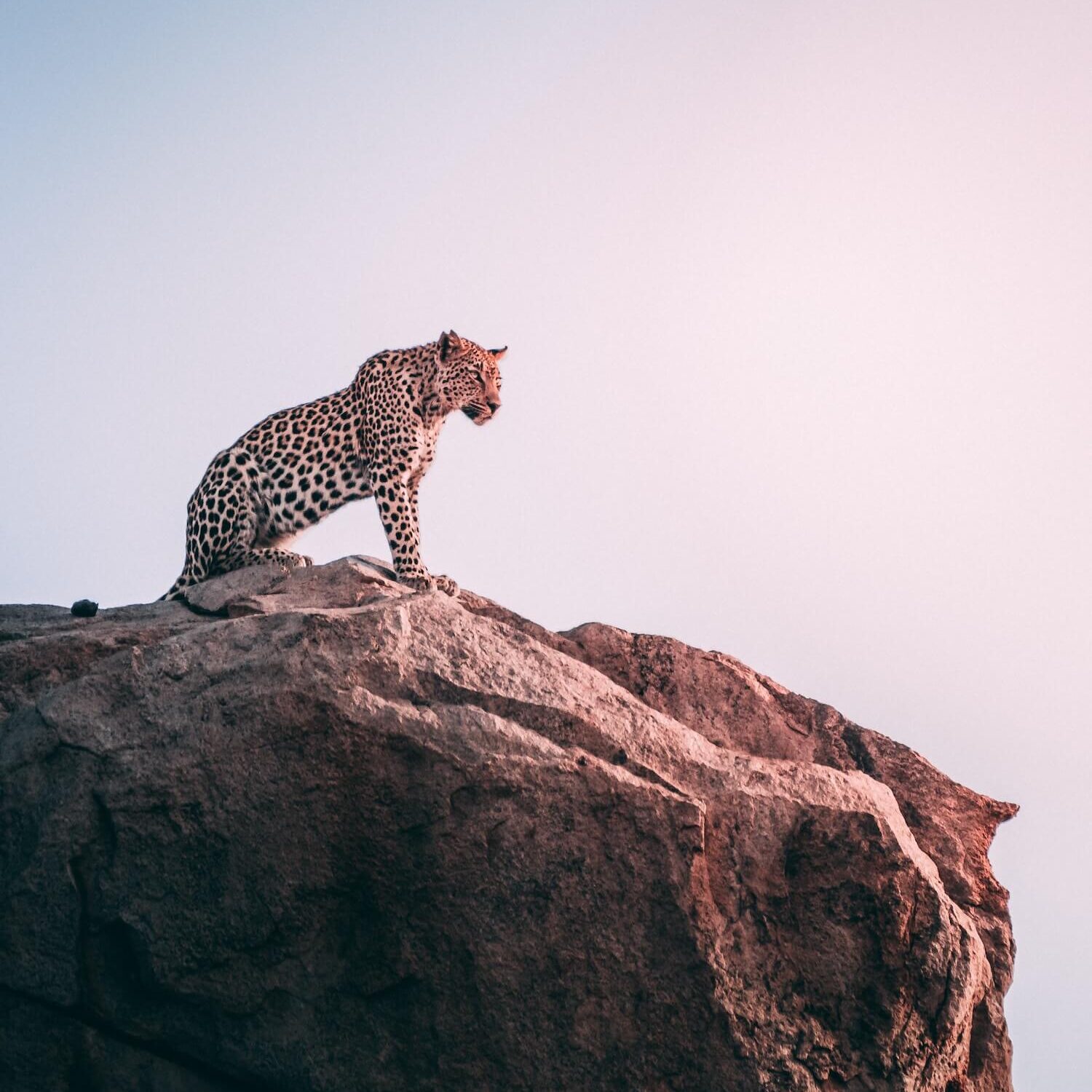 South African Leopard