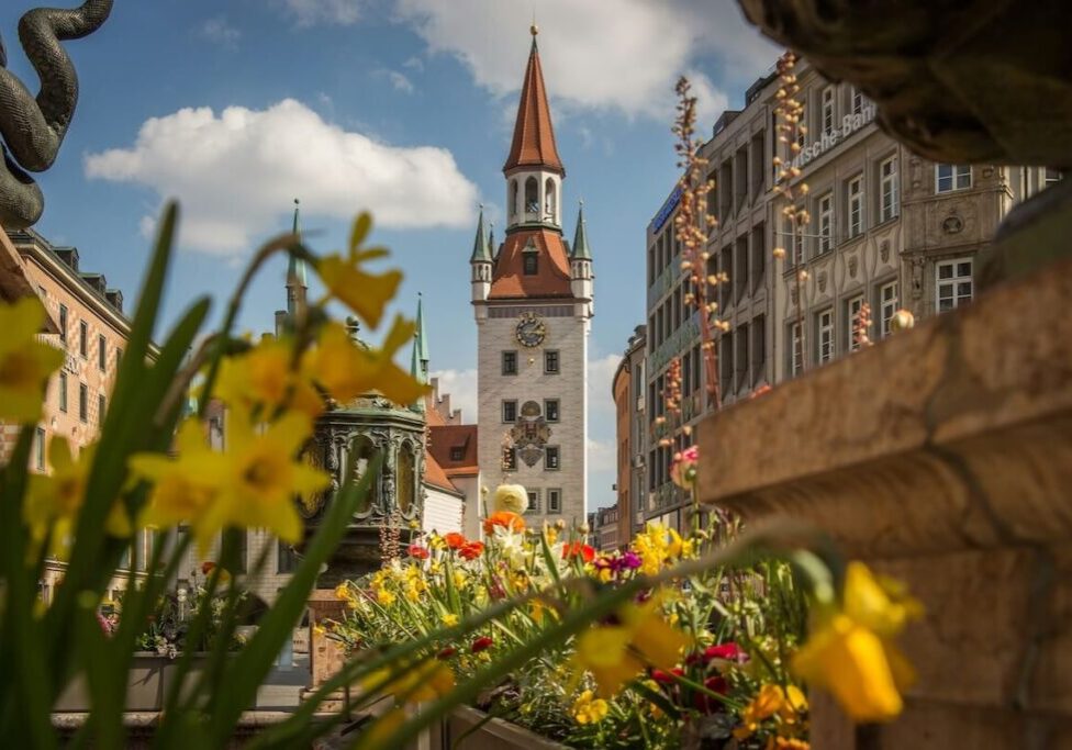 Ground view looking through flower to a clocktower in Munich that is alongside beautiful stone architecture